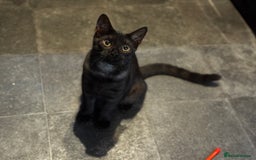 Egyptian Mau cats for sale: TICA reg Spotted EgyptianMau x Bengal LOWEST PRICE - Image 19