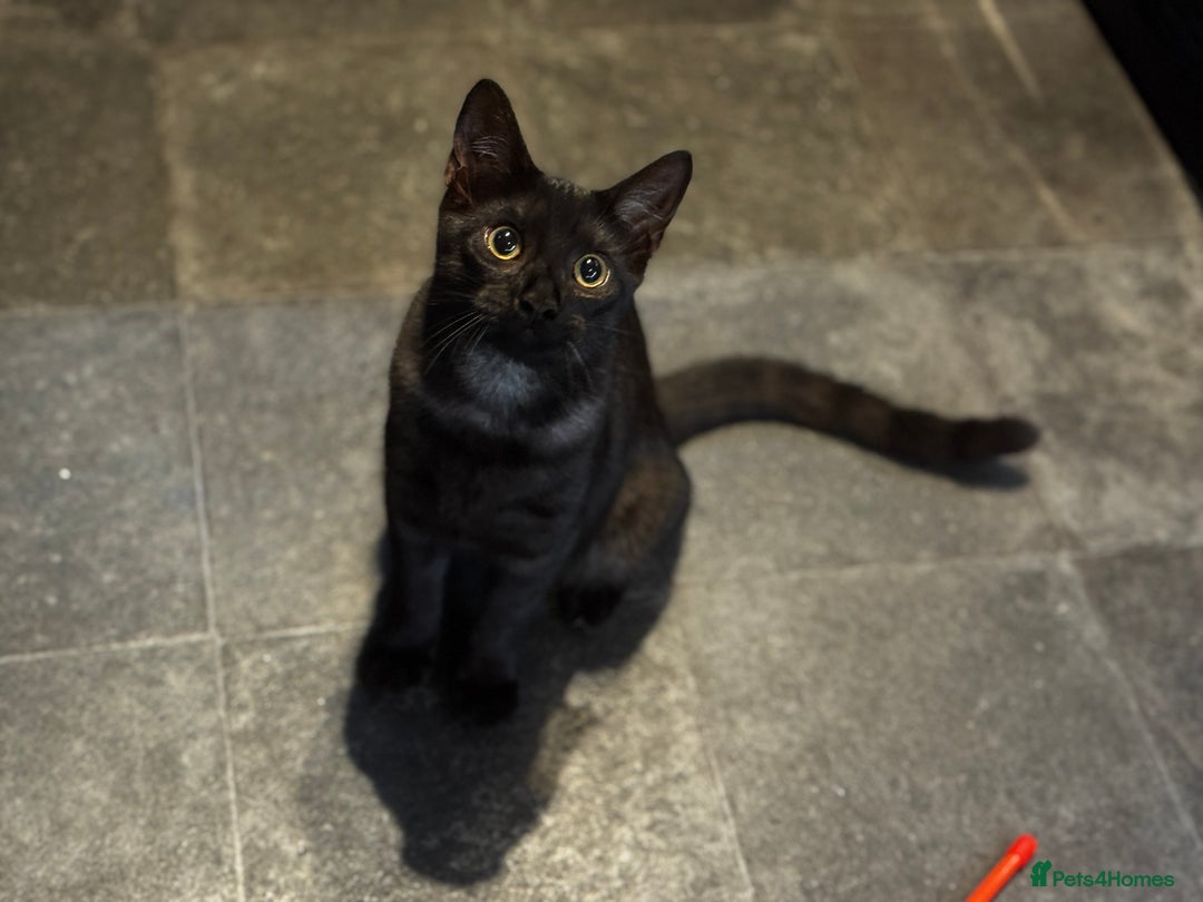 Egyptian Mau cats for sale: TICA reg Spotted EgyptianMau x Bengal LOWEST PRICE - Image 19