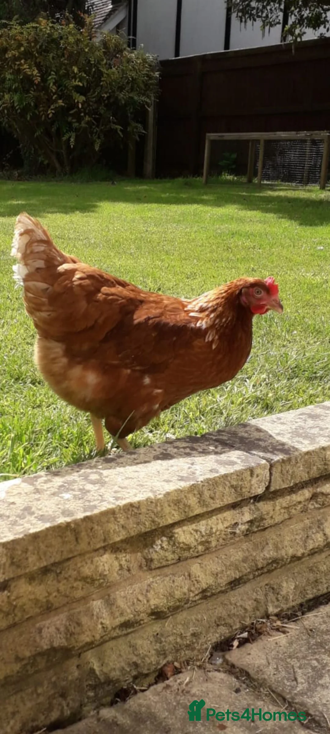 Chickens poultry for sale: POL Hybrid Chickens in Gloucester - Advert 3