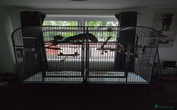 Macaws birds for sale: Dave looking for a new home - Image 4
