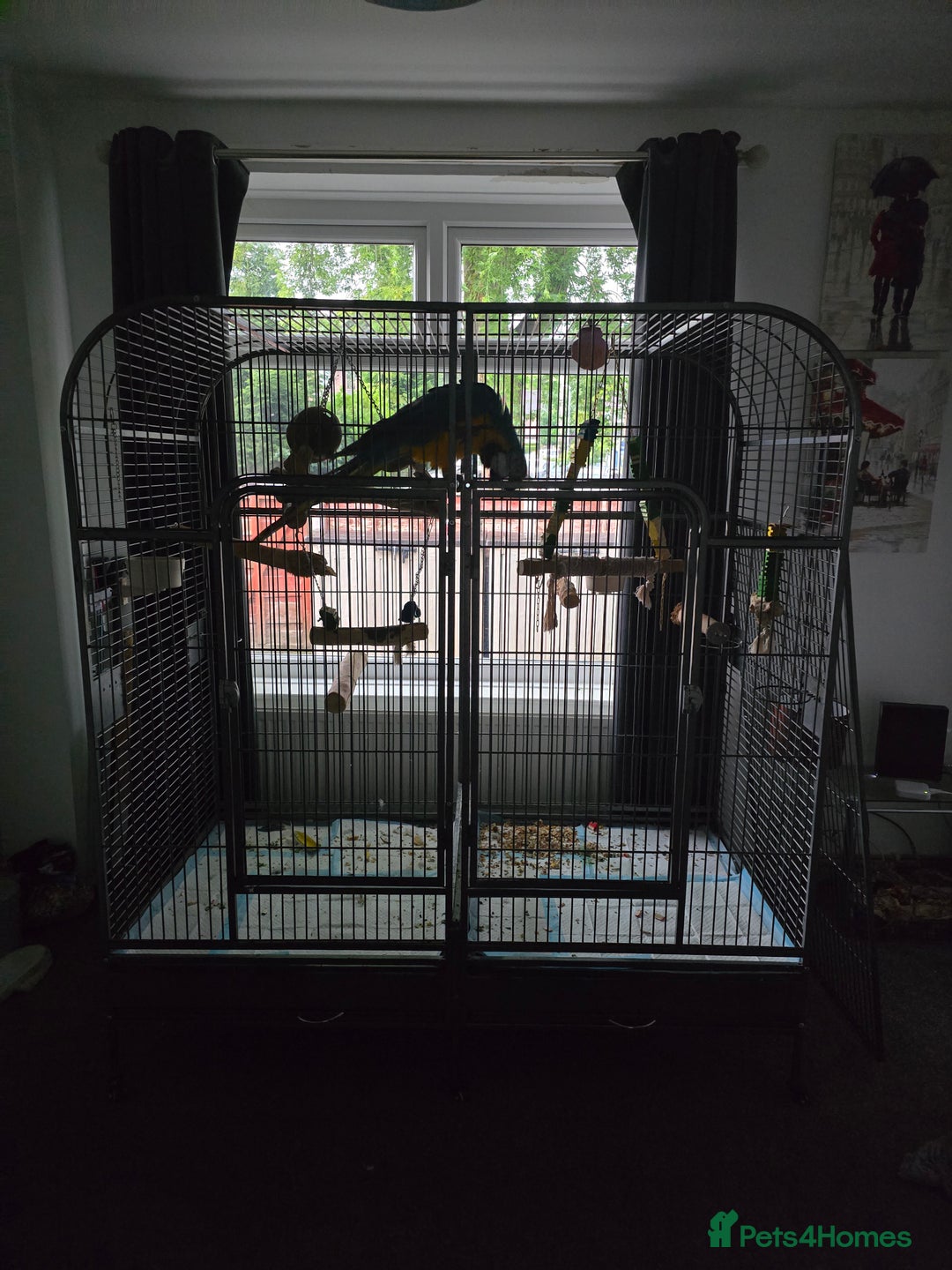 Macaws birds for sale: Dave looking for a new home - Image 4