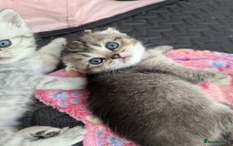 Scottish Fold cats for sale: 🐾 Beautiful Scottish Fold Kittens 🐾 - Image 1