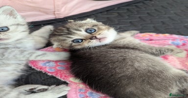 Scottish Fold cats - Advert 8