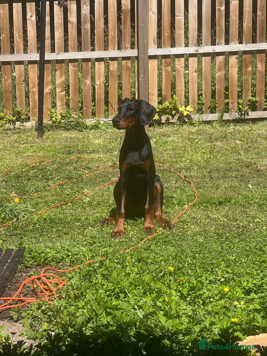 Dobermann dogs for sale: Rehome needed for Buck - Image 2
