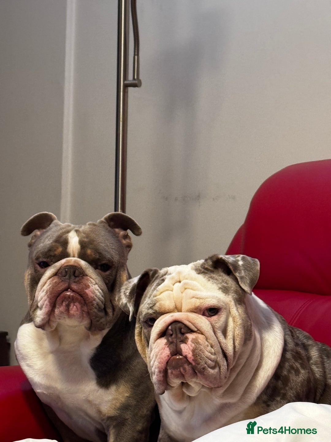 English Bulldog dogs for sale: 3 beautiful English bull dogs - Advert 7