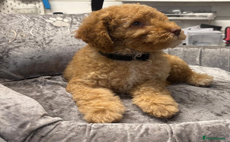 Miniature Poodle dogs - Advert 15