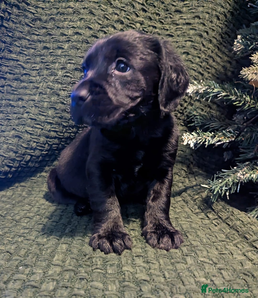 Cockerdor dogs for sale: Cockador Puppies - Advert 6