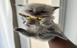 Ragdoll cats for sale: Chocolate point Ragdoll kittens🐈🧡💛💚 - Image 9