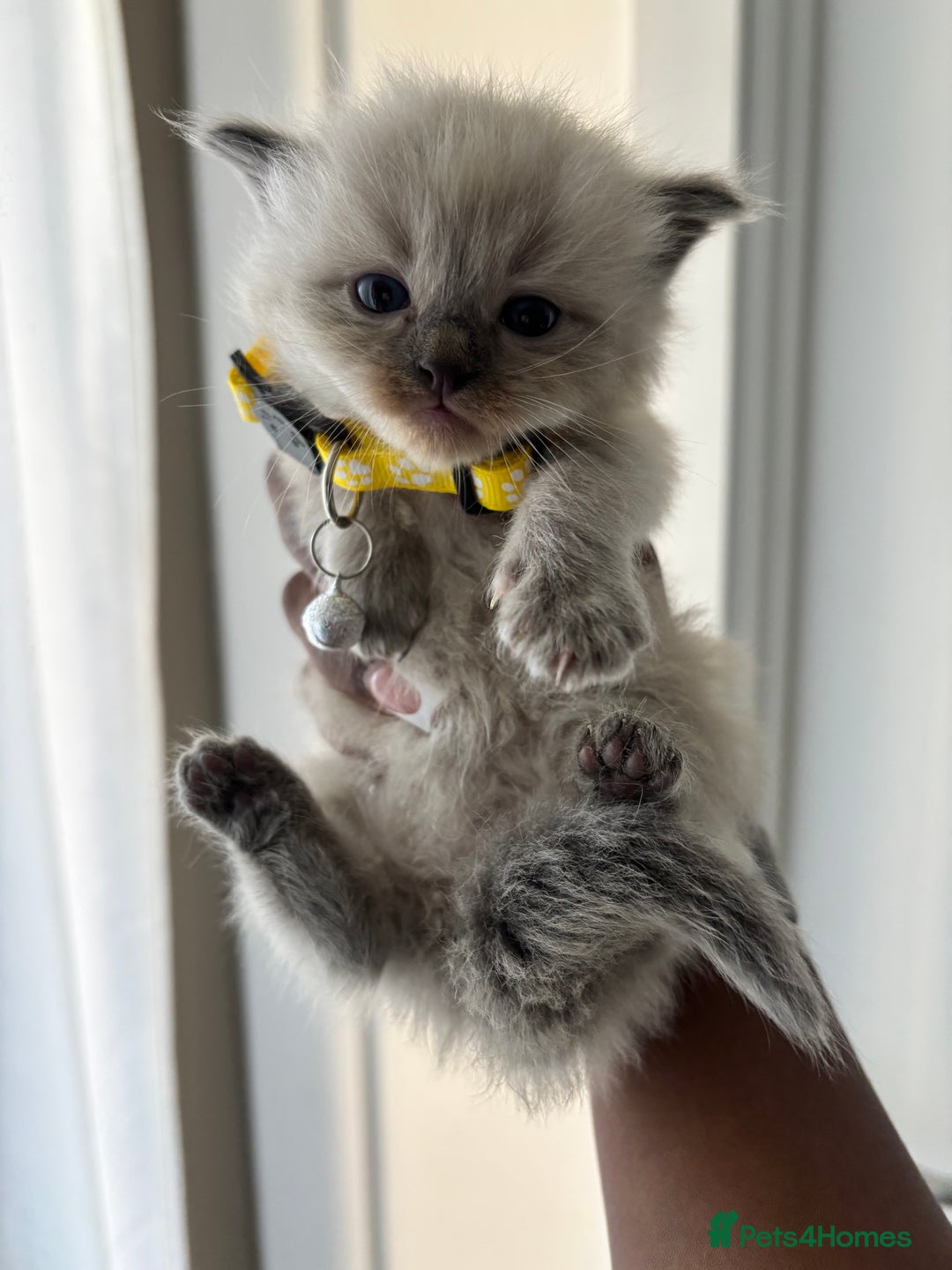 Ragdoll cats for sale: Chocolate point Ragdoll kittens🐈🧡💛💚 - Image 9