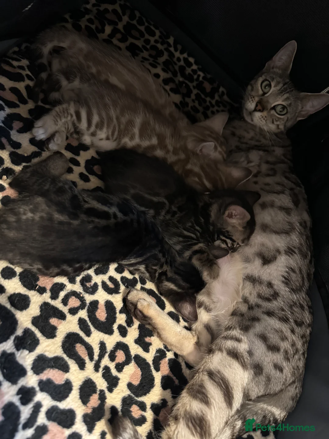 Bengal cats for sale: Bengal Kittens For Sale  - Advert 12