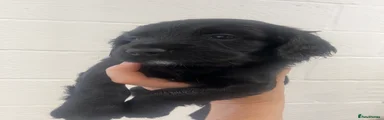 Sprocker 9