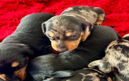 Dachshund dogs for sale: Pedigree Dachshund puppies PRA clear health tested - Image 5