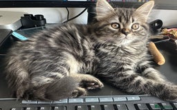 Persian cats for sale: 🐾 Pedigree Himalayan Persian Kittens 🐾 - Image 9