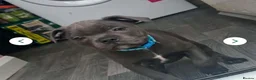 Staffordshire Bull Terrier dogs for sale: Male staffordshire bullterrier💙 - Advert 3