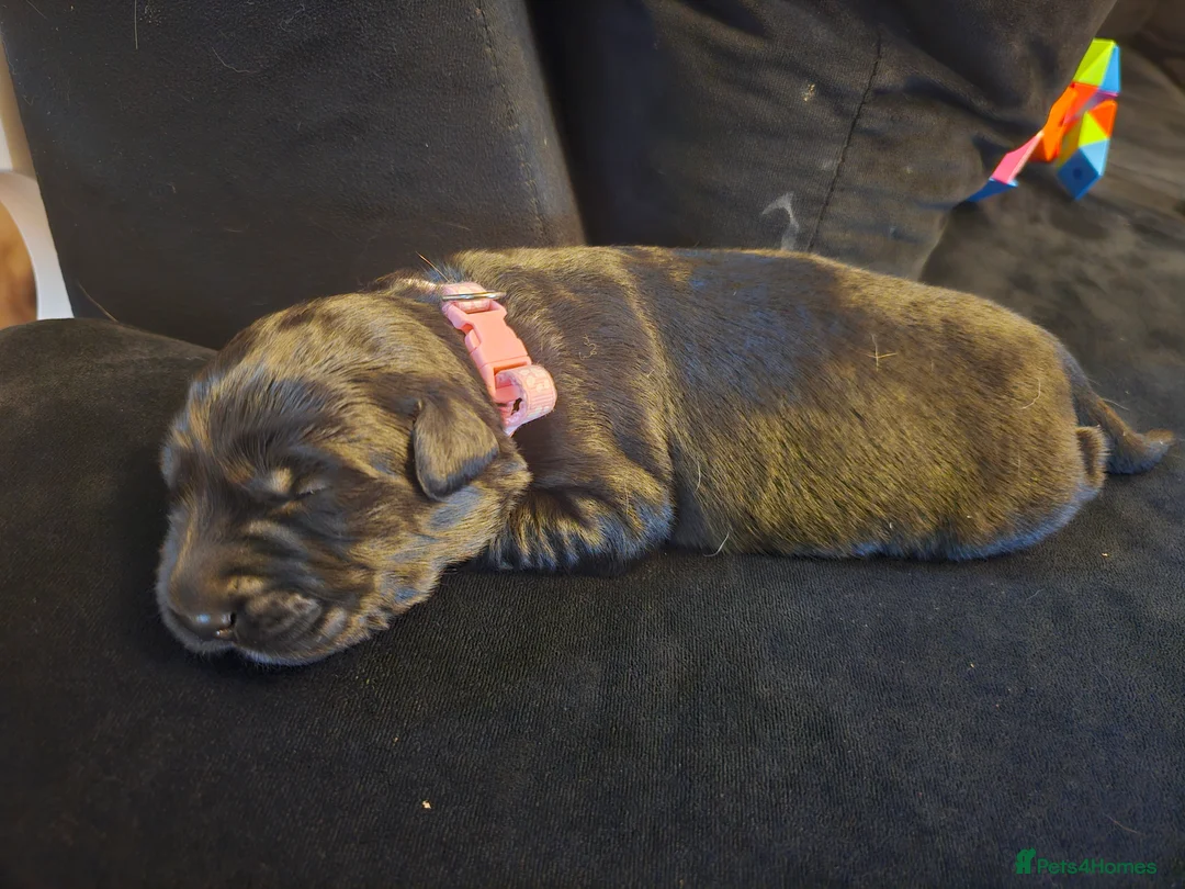 Mixed Breed dogs for sale: Golden Shepherd pup - Advert 15