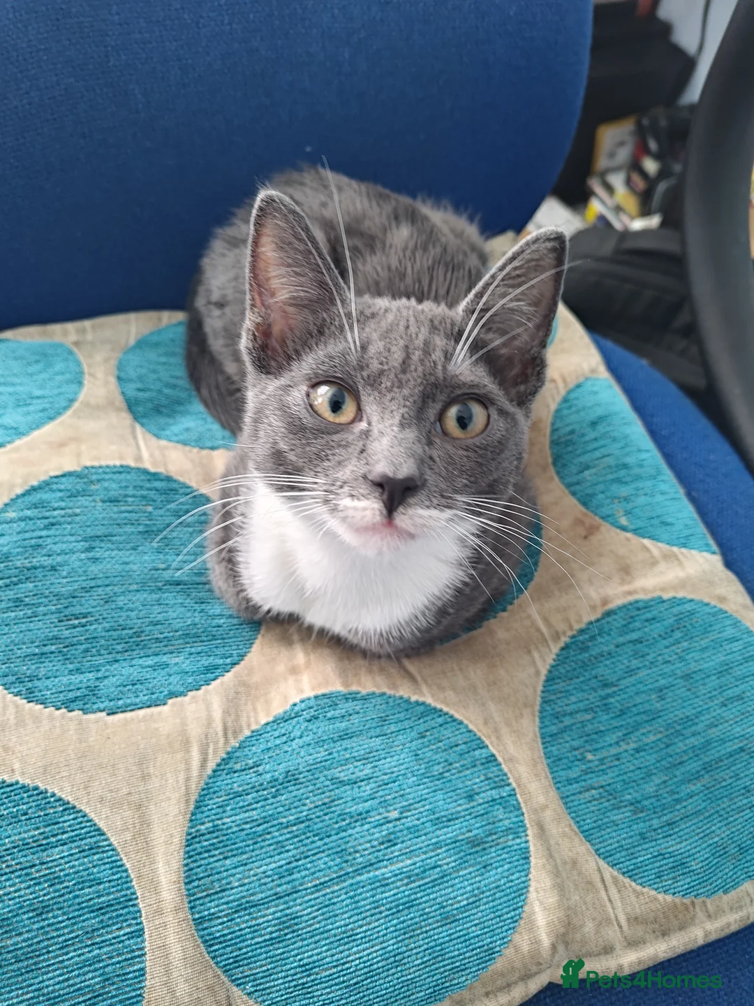 Mixed Breed cats for sale: Shorthair - gray tuxedo kitten in London - Advert 1