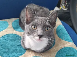 Mixed Breed cats Shorthair - gray tuxedo kitten - Advert 3