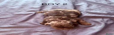 BOY 2