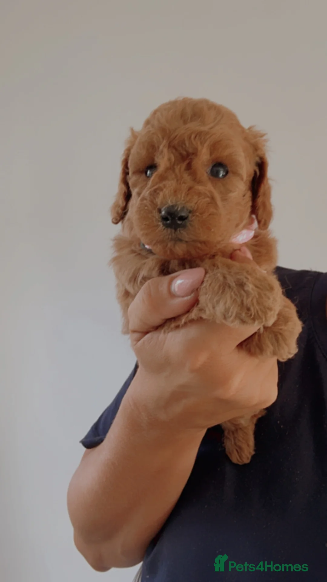 Cavapoo dogs for sale: Exceptional miniture Cavapoo puppies - Advert 20