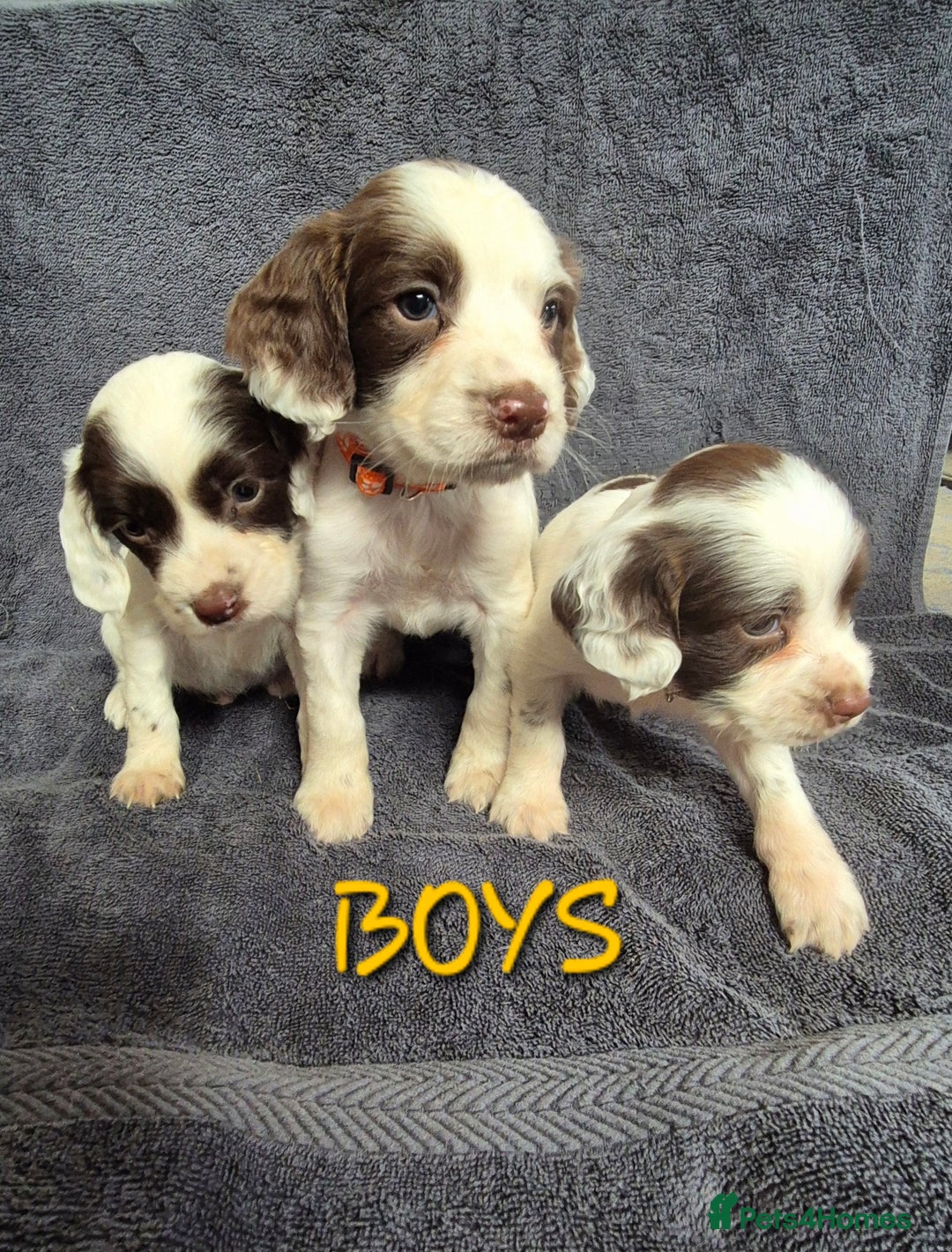 English Springer Spaniel dogs for sale: English Springer Spaniel Pups - Image 9