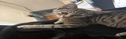 Mixed Breed cats for sale: Kittens looking for a forever home - Advert 22
