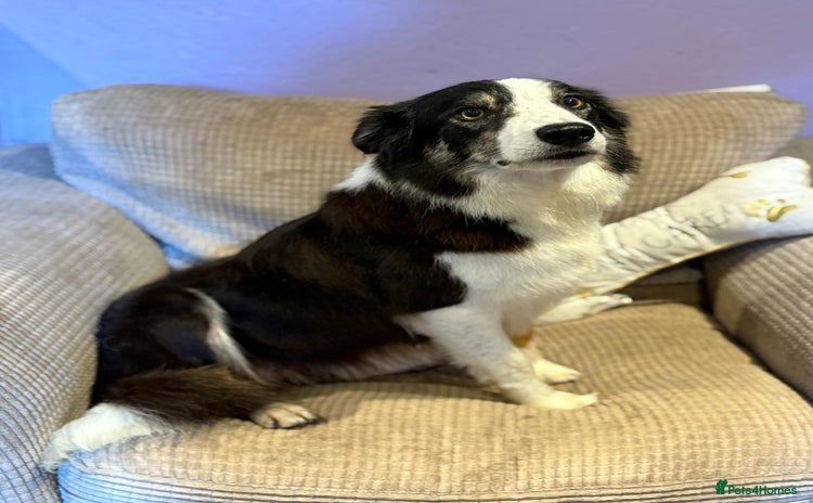 Mixed Breed dogs - Advert 1