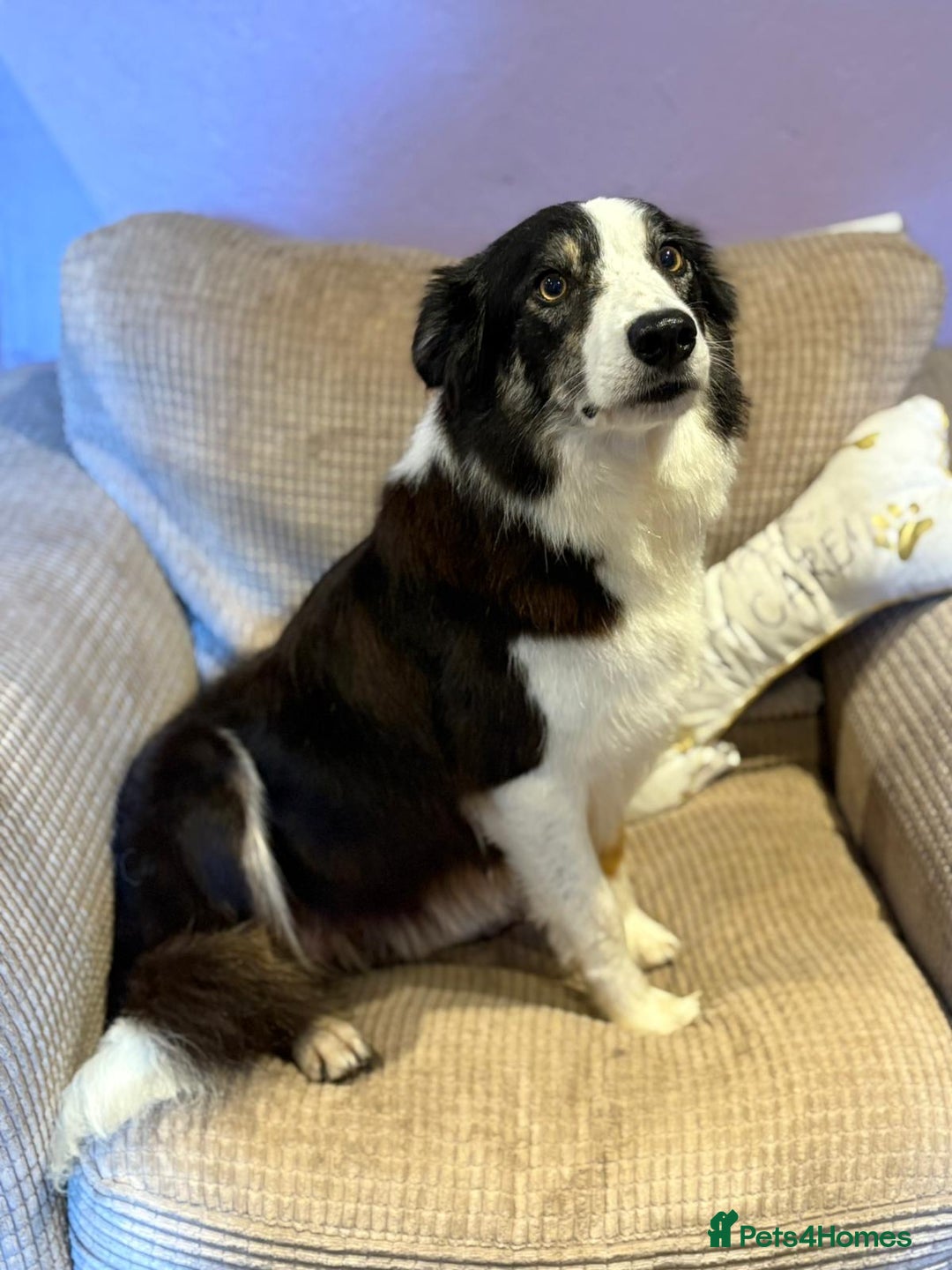Mixed Breed dogs for sale: Collie x sprocker  - Image 1