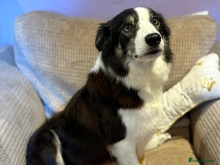 Mixed Breed dogs - Advert 1