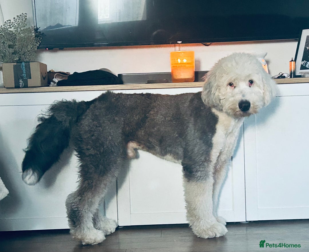 Old English Sheepdog dogs for stud: Proven Old English sheep dog for stud in Middlesbrough - Image 2