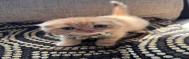 Scottish Fold Shorthair Kitten 5