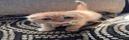 British Shorthair cats for sale: 😻CREAM & RED COLOUR KITTENS 😻 - Advert 19