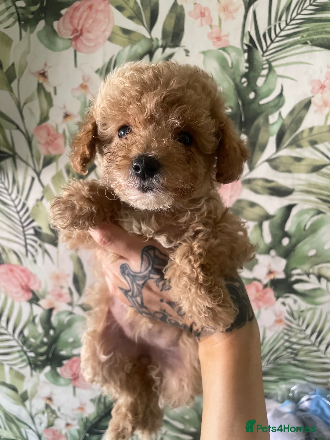 Toy Poodle dogs for sale: Female toy poodles in Newcastle upon Tyne - Advert 2