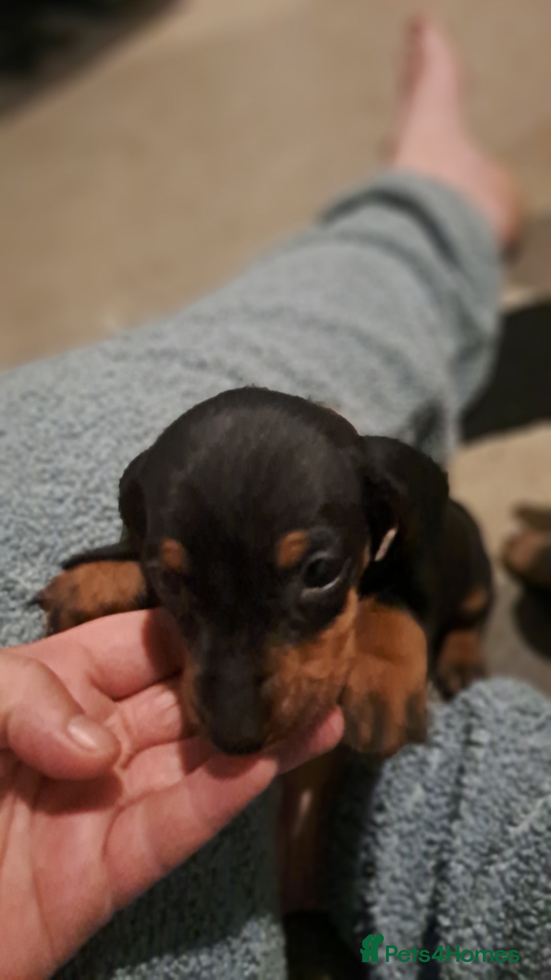 Dachshund dogs for sale: Stunning dachshund boy puppies - Advert 5