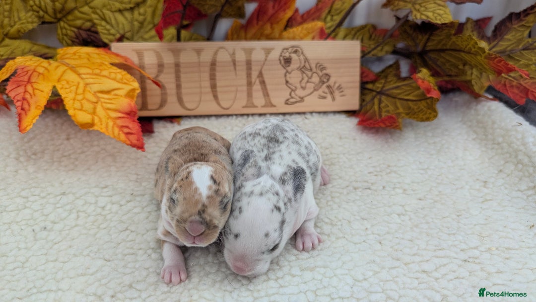 Rex rabbits for sale: Mini rex waiting list open  - Image 3
