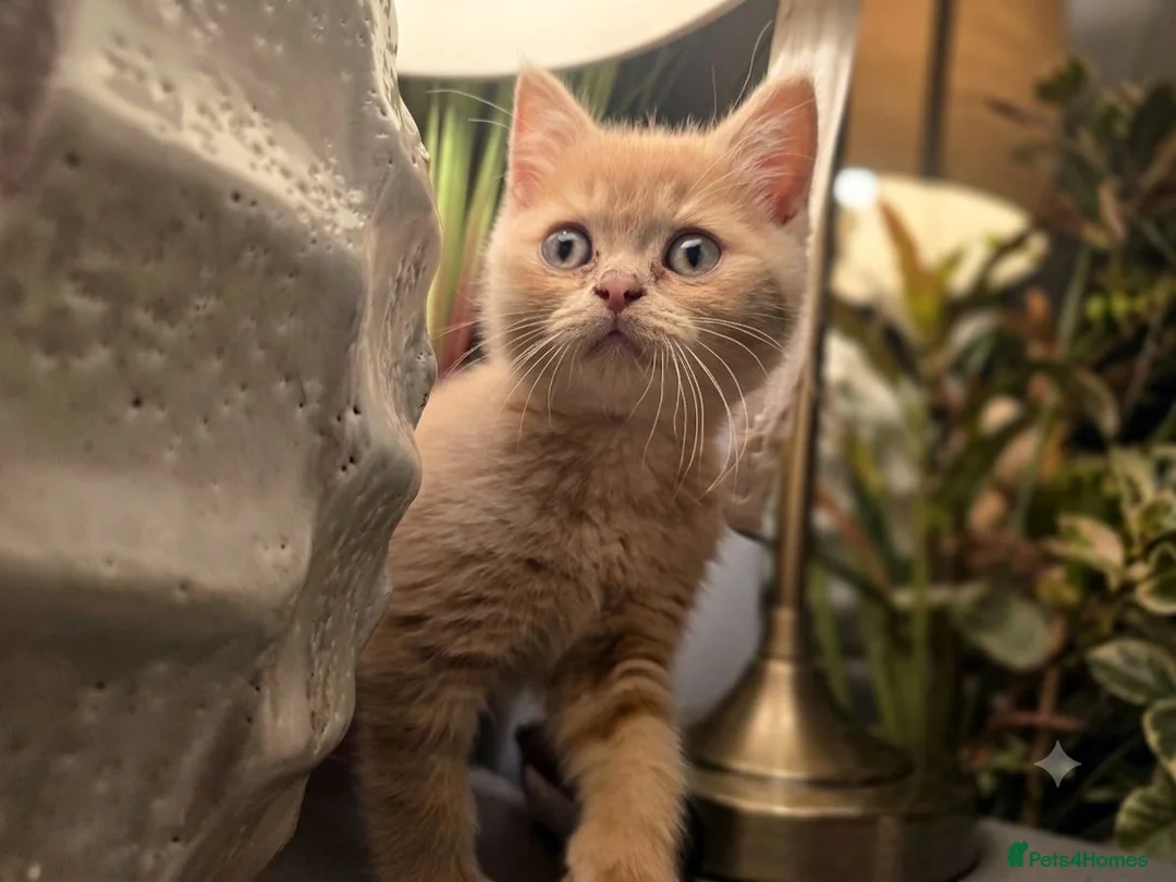 British Shorthair cats for sale: Absolutely beautiful kittens looking forever homes - Advert 2