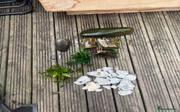 Terrapin reptiles for sale: Terrapins - Image 17