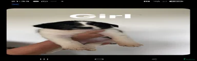 Border Collie Puppy 3