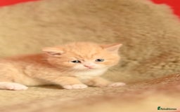 British Shorthair cats for sale: ⭐Rare Cream British Shorthair Boy ⭐  - Image 29