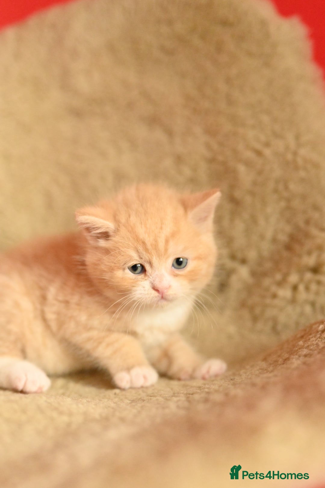 British Shorthair cats for sale: ⭐Rare Cream British Shorthair Boy ⭐  - Image 29
