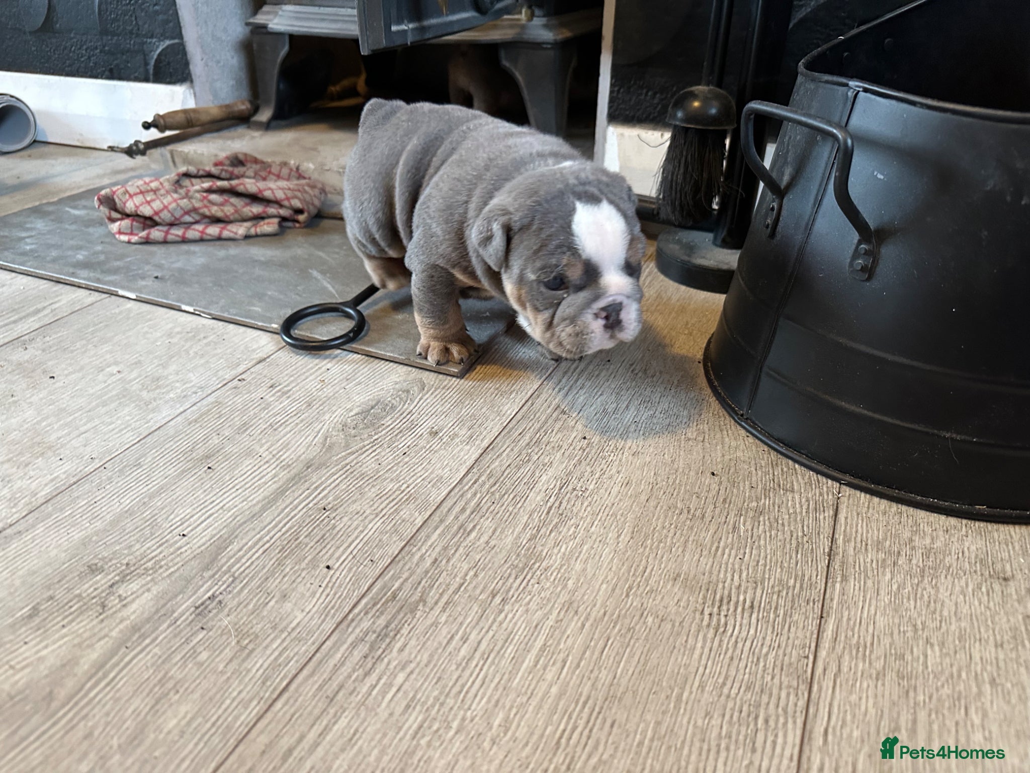 English Bulldog dogs Full Pedigree English Bulldog puppies  - Advert 1