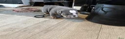English Bulldog dogs for sale: Full Pedigree English Bulldog puppies  - Advert 2