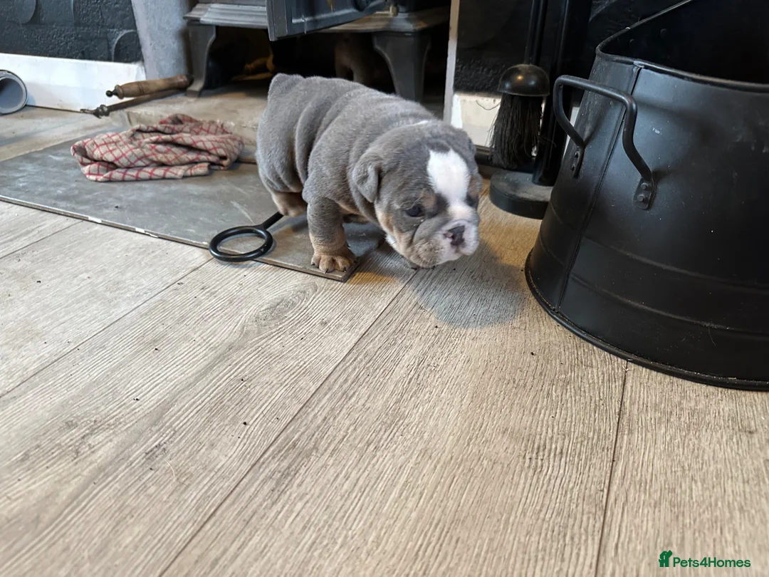 English Bulldog dogs for sale: Full Pedigree English Bulldog puppies  - Advert 2