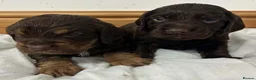 Cocker Spaniel dogs for sale: 🐾 GORGEOUS COCKER SPANIEL PUPPIES 🐾 - Advert 14