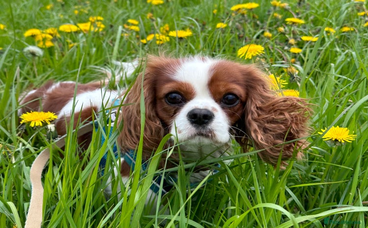 Cavalier King Charles Spaniel dogs - Advert 9