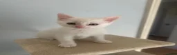 Turkish Angora cats for sale: Adorable Kittens Looking for Their Forever Homes - Advert 4