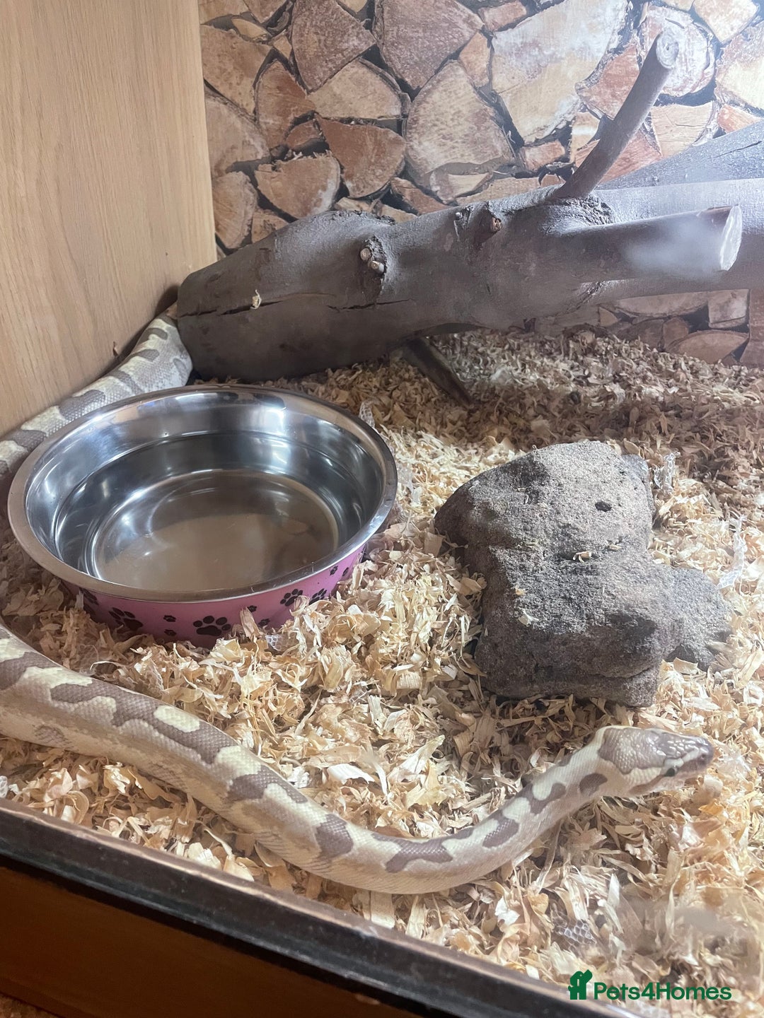 Python Snake reptiles for sale: Python for sale with tank - Image 5