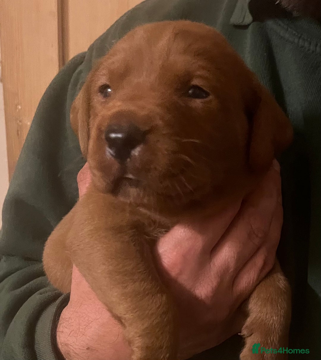 Labrador Retriever dogs for sale: FULLY HEALTH TESTED DARK FOX RED LABRADOR PUPPIES  - Image 4