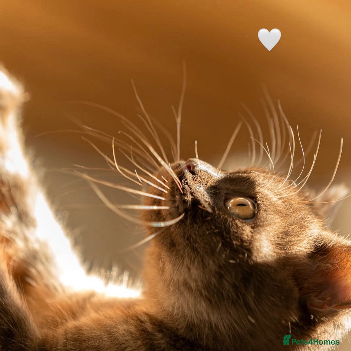 British Shorthair cats Gorgeous BSH Kittens – Cinnamon, Lilac & Black 🐾 - Advert 2