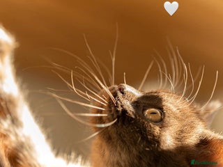 British Shorthair cats Gorgeous BSH Kittens – Cinnamon, Lilac & Black 🐾 - Advert 8