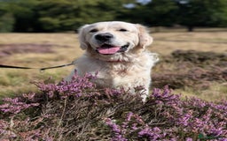 Golden Retriever dogs for stud: Golden Retriever Stud. KC Reg Champion Bloodline - Image 1